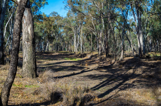 Australian Eucalyptus Forest Near Shepparton In Victoria, Australia