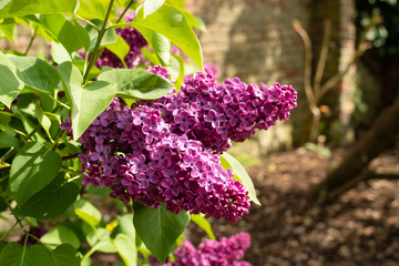 Purple lilac blooms. A branch of blossoming lilac, in a garden, on a spring day, closeup.