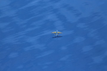 Fototapeta premium Poisson volant