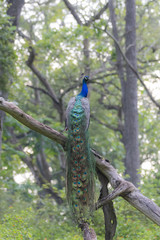 Obraz premium A beautiful male peacock displaying its beautiful feathers to attract female for mating