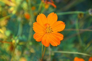 spring flowers on a white background
