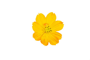 spring flowers on a white background