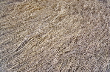 Hay background close up. Old hay texture. Dry grass. Natural background. Template or mock up. Wheat straw.