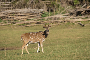 Naklejka na ściany i meble An axis deer inside Nagarhole tiger reserve during a wildlife safari