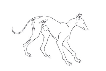 dog stands, lines, vector
