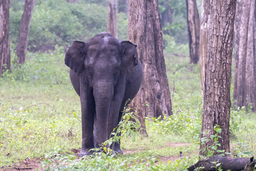 Fototapeta premium A lone elephant grazing inside Nagarhole tiger reserve during a wildlife safari