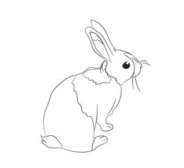 rabbits with lines, vector