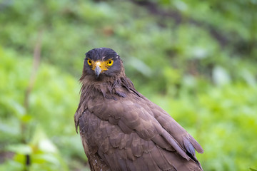 Fototapeta premium A Crested serpent eagle perched on ground inside Nagarhole Tiger reserve during a wildlife safari