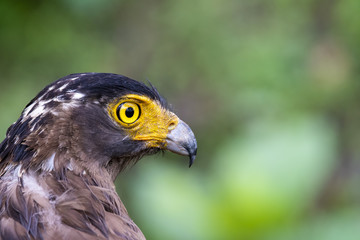 Naklejka premium A Crested serpent eagle perched on ground inside Nagarhole Tiger reserve during a wildlife safari