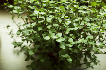 Helxine soleirolii flower.