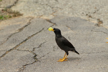 Mynas qui mangent