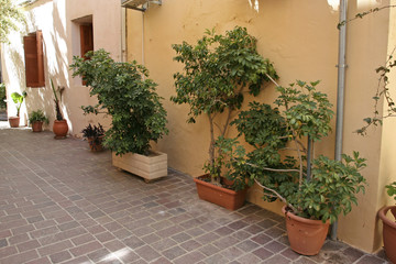 Fototapeta na wymiar The plants in pots near the yellow wall on the small pedestrianized paved street on the sunny day. 
