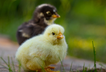 Chick
