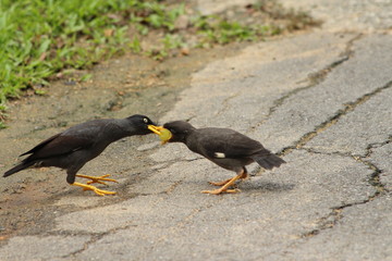 Mynas qui mangent