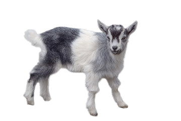 Obraz premium White Sheep Young