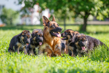German shepherd with its puppies resting on green lawn