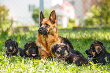 German shepherd with its puppies resting on green lawn