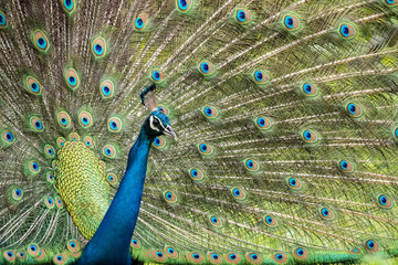 Obraz premium A beautiful male peacock displaying its beautiful feathers to attract female for mating