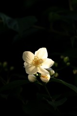 white English dogwood flower, Philadelphus coronarius, sweet mock-orange flowering plant in full bloom, backlit in the morning sun with copy space