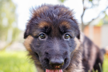 Agile puppy of german shepherd playing on green lawn.