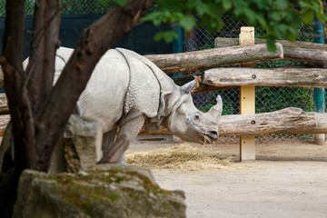 Big Indian rhinoceros eating straw in zoo.