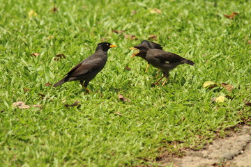 Mynas qui mangent