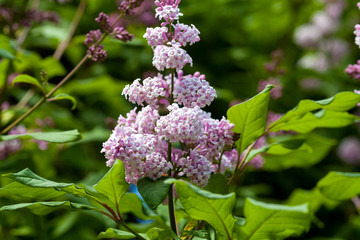 Весна, сирень на улицах Санкт-Петербурга.