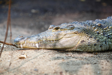 Mexican crocodile resting on river bank. Crocodylus moreletii