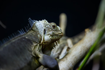 Iguana crawling on tree branch against dark background