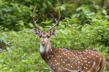 An axis deer inside Nagarhole tiger reserve during a wildlife safari
