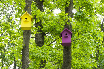 Two colorful birdhouses on trees in the spring forest