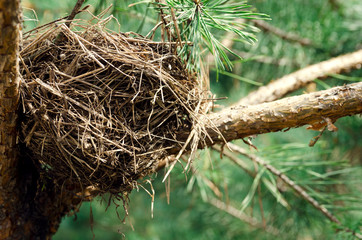 Bird's nest in spruce forest