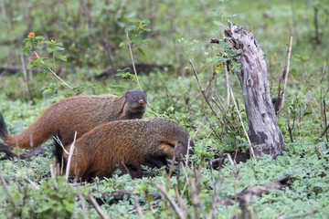 A stripe necked mongoose couple digging for food inside nagarhole tiger reserve on a wildlife safari