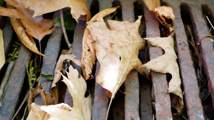 Dead leaves on the cover of a drain.