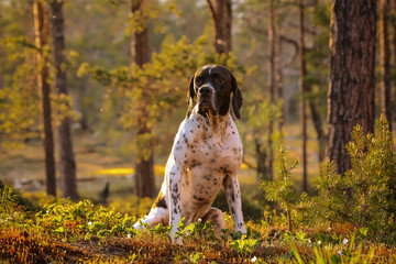 Dog english pointer sitting in the forest at sunset 