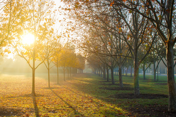 Fototapeta premium Morning glow of the sun shining through the mist
