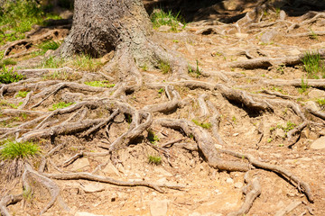 The roots of a tree growing above the ground. Visible tree trunk and roots in the mountains