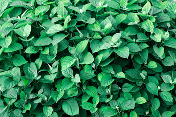 Fototapeta na wymiar Natural plant background of leaves