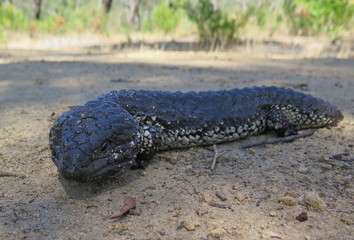 blue-tongued skink, Tiliqua rugosa, Tannenzapfenechse in Southern Australia