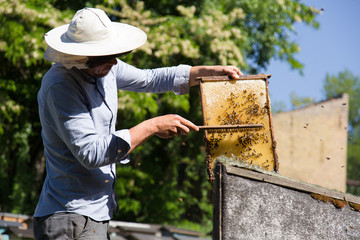 Beekeeper at work by the wooden bee hives. Young farmer in his farm.