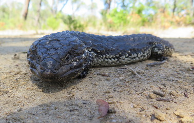blue-tongued skink, Tiliqua rugosa, Tannenzapfenechse in Southern Australia