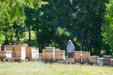 Beekeeper at work by the wooden bee hives. Young farmer in his farm.