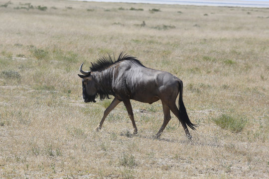 Namibie