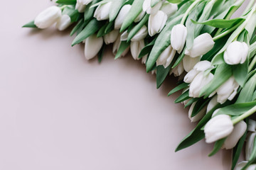 Beautiful blossoming fresh white tulips on the pastel pink background 