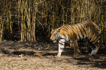 A female tigress walking out of bamboo growth inside Bandhavgarh National Park during a wildlife safari on hot summer day
