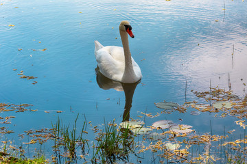 Latvian country side :  the white swan in the pond in the latvian village Kabile 
