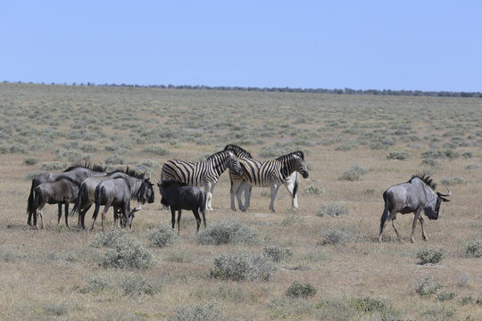 Namibie