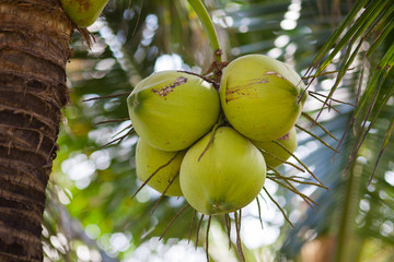 Vietnam, close up view of green coconuts on the palm tree.