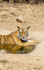 A tiger relaxing in a water hole inside Bandhavgarh tiger reserve to cool off from heat during a wildlife safari