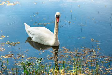 Fototapeta premium Latvian country side : the white swan in the pond in the latvian village Kabile 